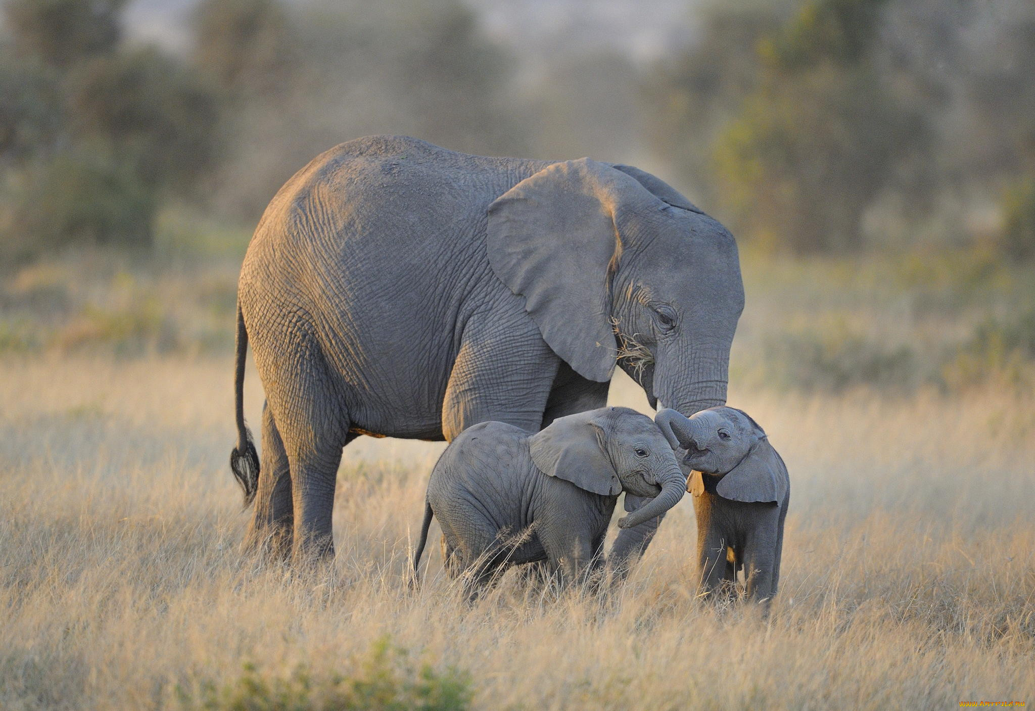 , , twin, baby, elephants, amboseli, national, park, 